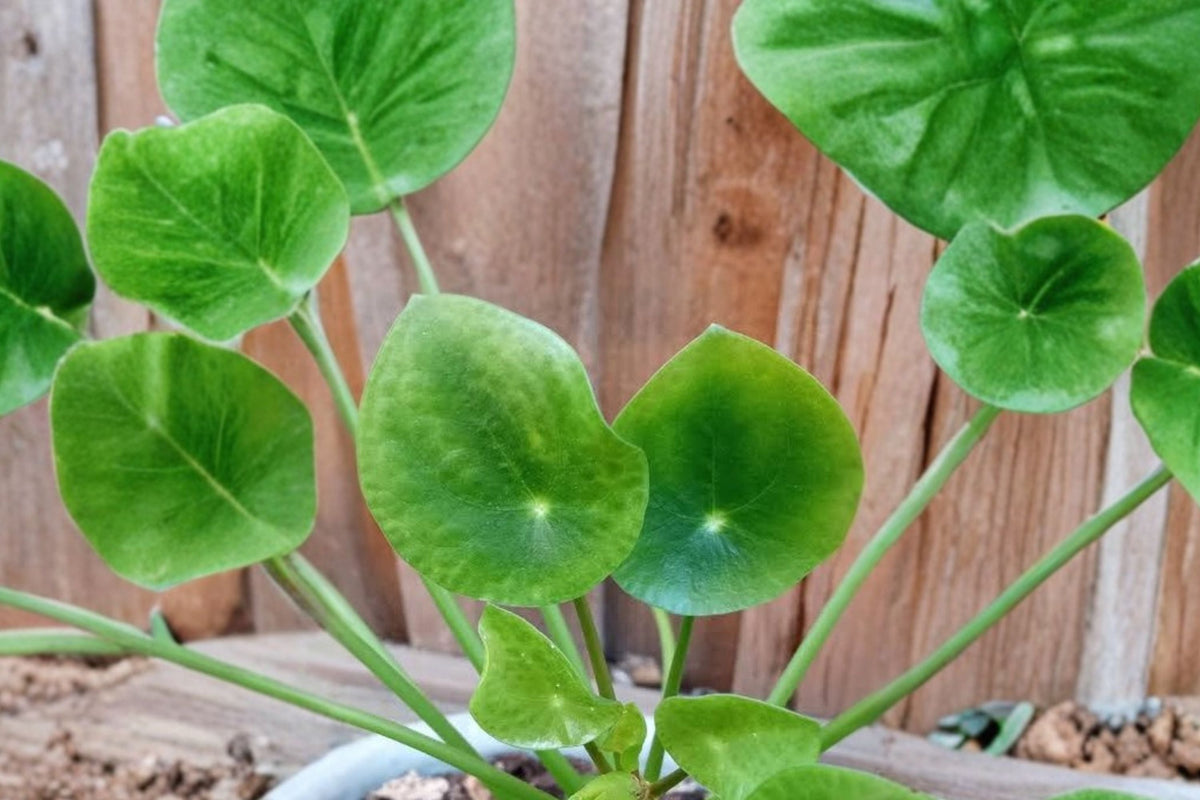 Pilea Peperomioides Chinese Money Plant - Live Houseplant, 4-Inch Pot