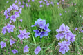 5 Spiderwort Tradescantia Live Plants – Purple Flower Bare Root Rhizomes (Hardy Perennial)