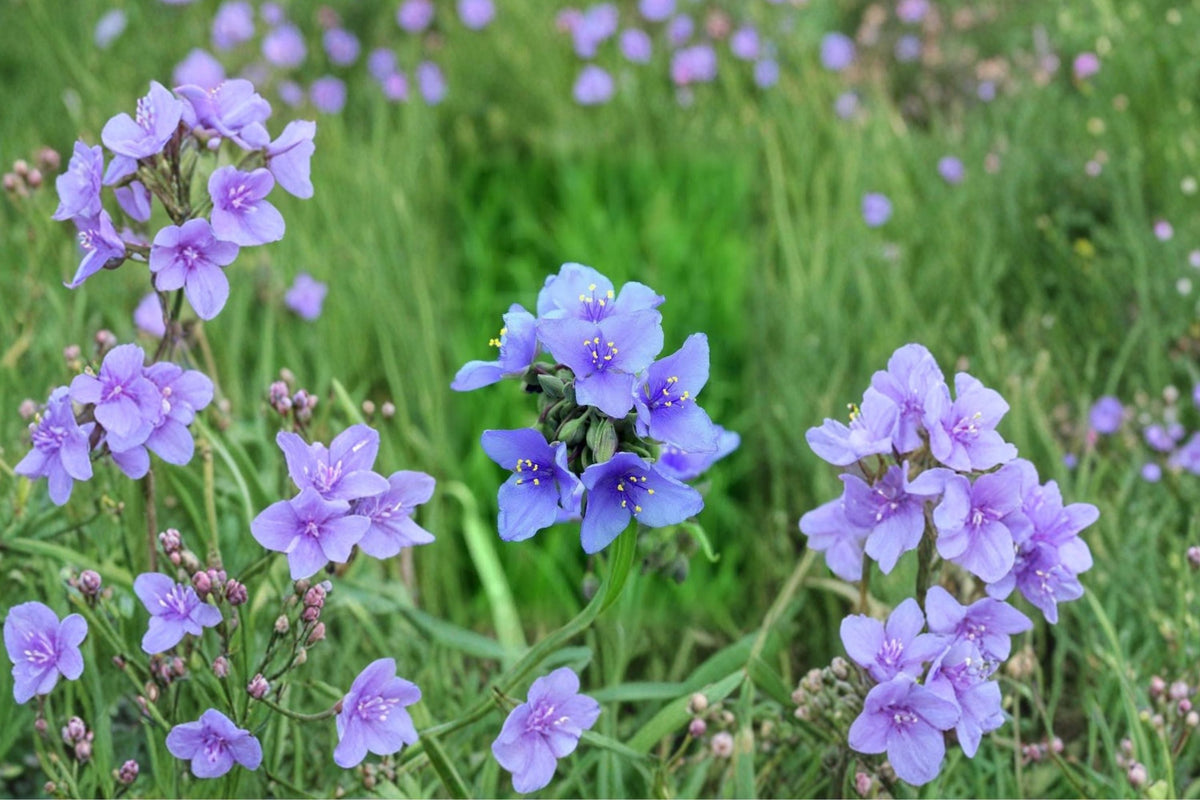 5 Spiderwort Tradescantia Live Plants – Purple Flower Bare Root Rhizomes (Hardy Perennial)