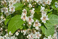 Catalpa Live Plant - Quart Pot | Fast-Growing Deciduous Shade Tree