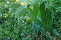 Butternut White Walnut Tree Live Seedling - Juglans cinerea, 12+ Inches