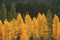 Quaking Aspen Tree Live Seedling (Populus tremuloides) - 4-Inch Pot, Healthy Rooted Landscape Tree