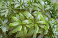 Wax Myrtle Morella cerifera Live Starter Plug - 3-6 Inch Bare Root Evergreen Hedge Shrub