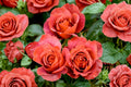 Hot Cocoa Rose Live Starter Plant (4–6 inches) – Rooted Plant, Large Blooms