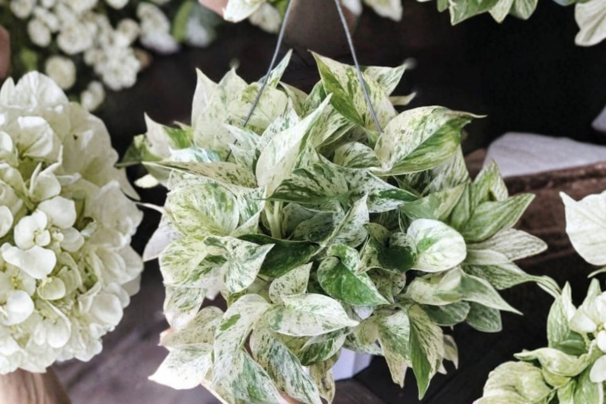 Rare Aroid Node Cuttings Bundle: Monstera, Pothos, Philodendron (6 Types) | Live Propagation