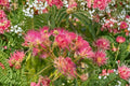 Albizia julibrissin Mimosa Tree Live Plant - 8 Inch Persian Silk Tree with Pink Flowers