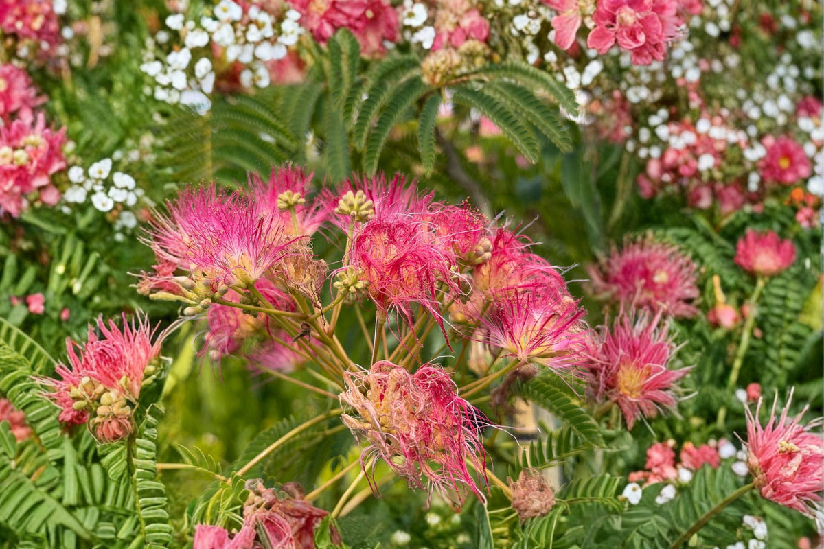 Albizia julibrissin Mimosa Tree Live Plant - 8 Inch Persian Silk Tree with Pink Flowers