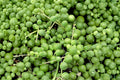 String of Pearls Live Plant - Curio Rowleyanus | 6-Inch Hanging Pot