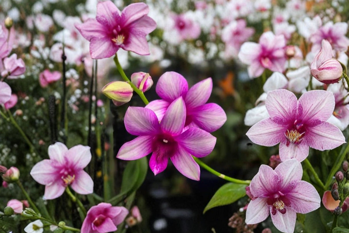 Dendrobium Goddess of Love Orchid – Live Blooming Size Plant