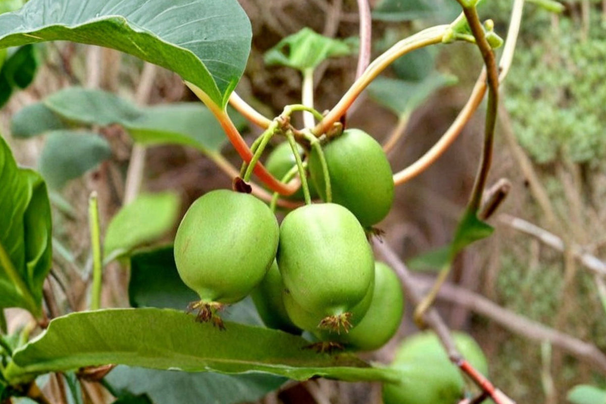 Prolific Kiwi Live Plants (Actinidia arguta) - Set of 2 | 4–6 Inch Hardy Kiwi Vines
