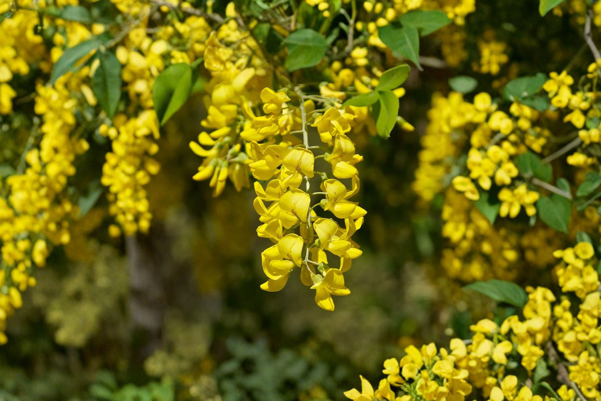 Laburnum anagyroides Golden Chain Tree Live Plant - 18–24 Inch Potted Flowering Tree