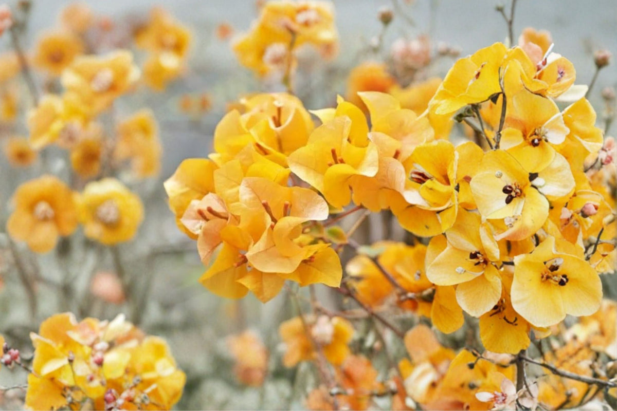 California Gold Bougainvillea Live Plants - Set of 3 (4–6 Inch) Yellow Flowering Vines
