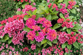 Athens Rose Lantana Live Plants – Set of 2, Bare Root Lantana Camara Flowering Starters