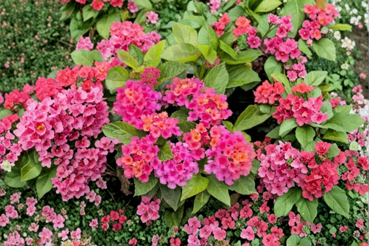 Athens Rose Lantana Live Plants – Set of 2, Bare Root Lantana Camara Flowering Starters