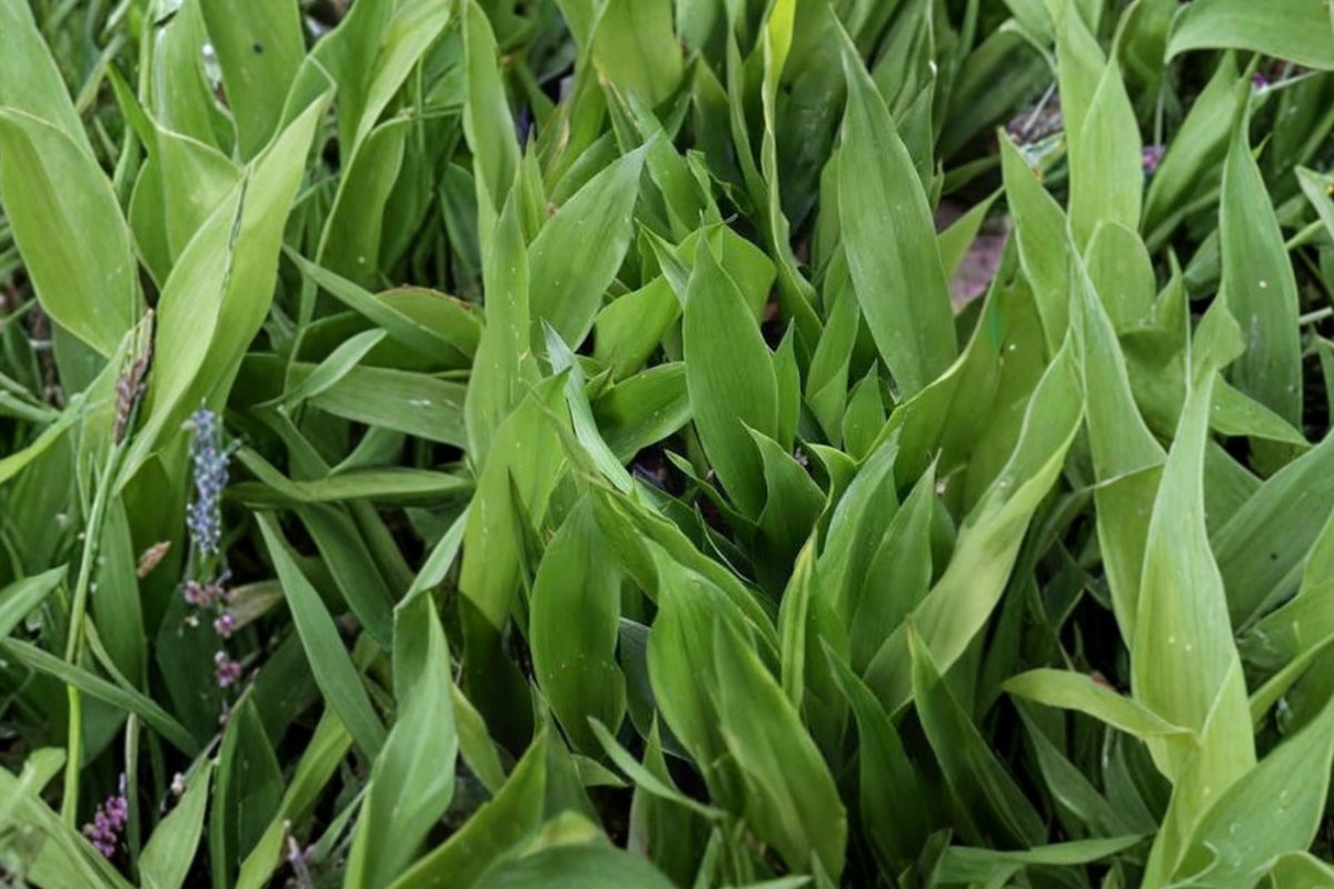 Dwarf Cast Iron Plant Tiny Tank (Aspidistra) - 4-Inch Pot