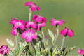 Rose Campion Live Plants - Set of 3 Bare Root Pink Flowering Biennial