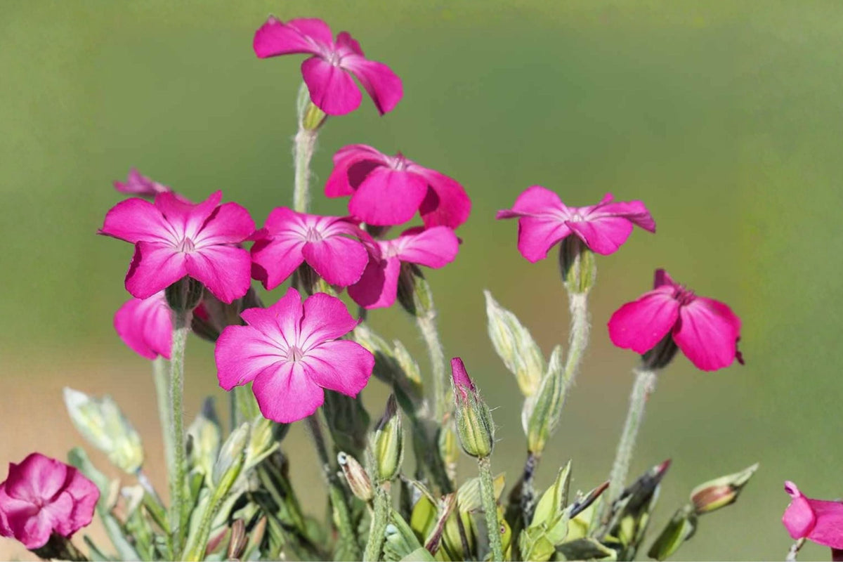 Rose Campion Live Plants - Set of 3 Bare Root Pink Flowering Biennial