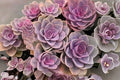 Rare Succulent Live Plant - 3-Inch Bare Root | Easy Care Indoor Decorative Succulent