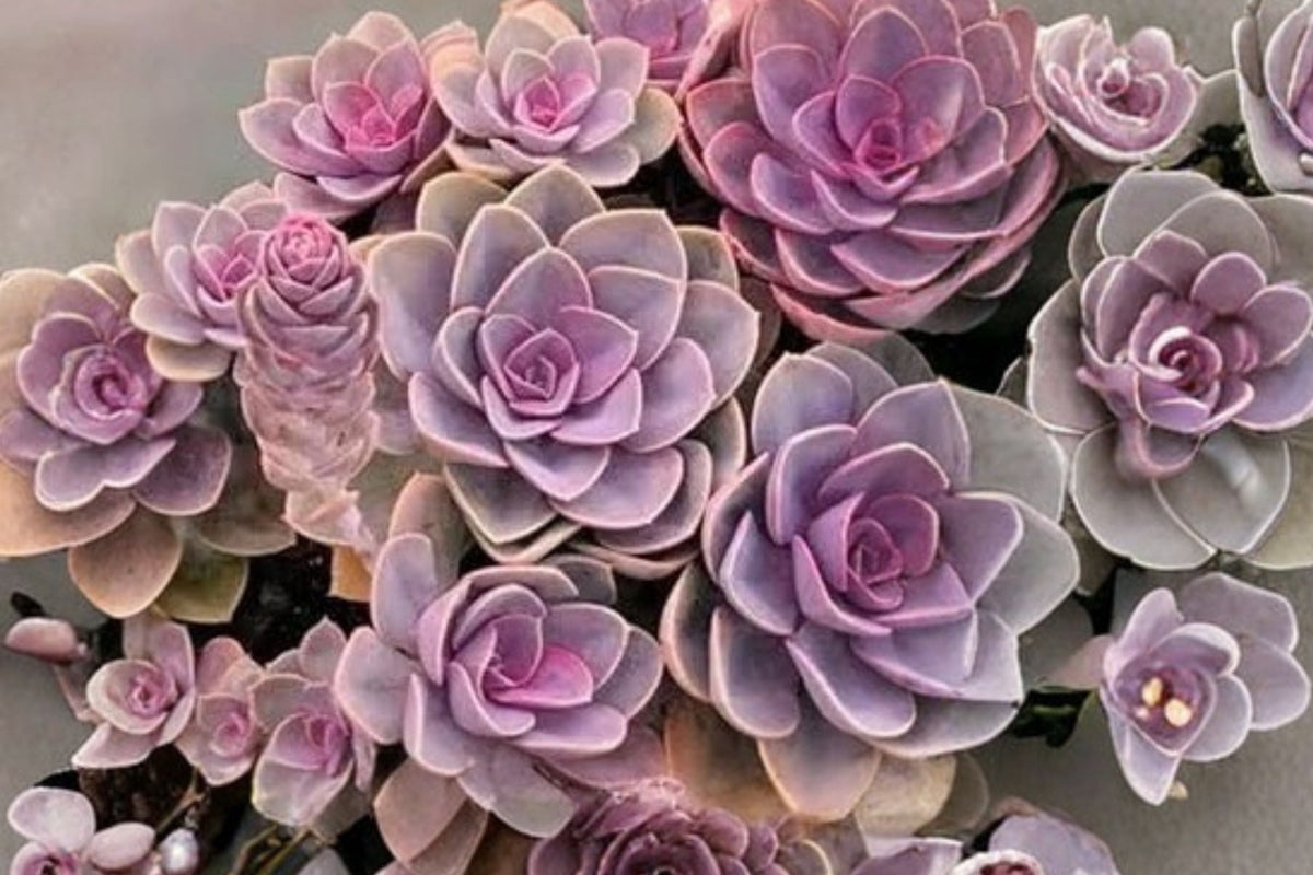 Rare Succulent Live Plant - 3-Inch Bare Root | Easy Care Indoor Decorative Succulent