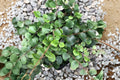 Button Fern Live Plant - Pellaea Rotundifolia (2.5 inch Pot) | Easy Care Indoor Fern