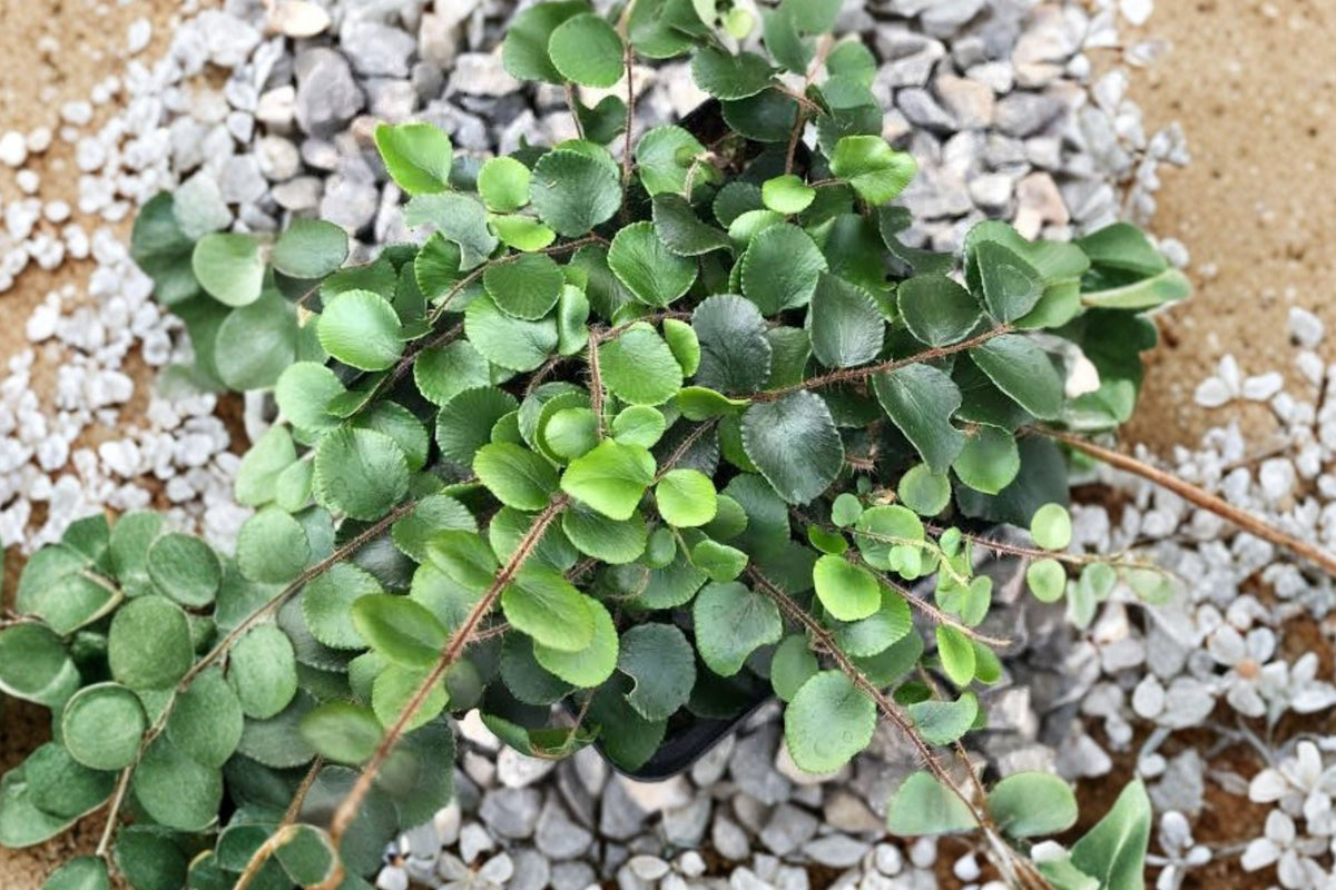 Button Fern Live Plant - Pellaea Rotundifolia (2.5 inch Pot) | Easy Care Indoor Fern