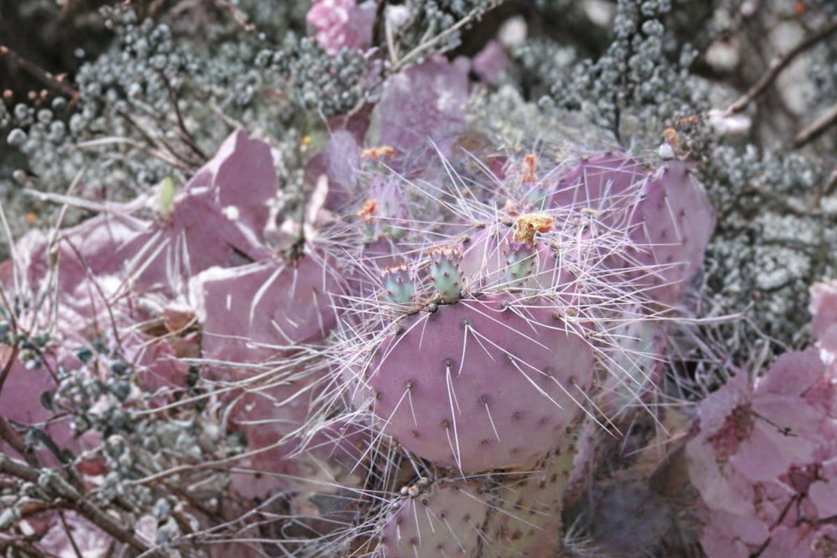 Opuntia Azurea Big Bend Prickly Pear Cactus – Rare Live 3–4.5 Inch Pad Cutting