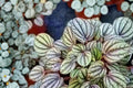 Peperomia Piccolo Banda Live Plant – 4-Inch Peacock Peperomia Indoor Houseplant
