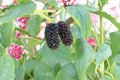 Illinois Everbearing Mulberry Tree Live Plant Morus Hybrid | Edible Fruit Tree for Planting
