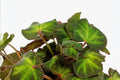 Begonia Soli-Mutata Leaf Cut Live Plant – Tropical Foliage Houseplant