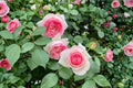 Pierre de Ronsard Eden Climber Rose - Own Root Climbing Rose in 4-Inch Pot