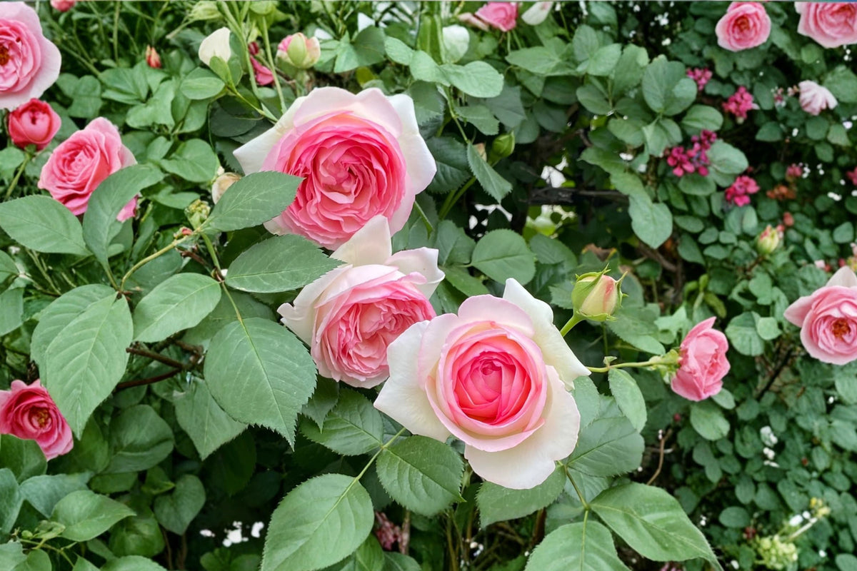 Pierre de Ronsard Eden Climber Rose - Own Root Climbing Rose in 4-Inch Pot