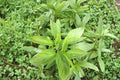 Thai Basil Live Plant - Bare Root Starter Ocimum Basilicum Culinary Herb