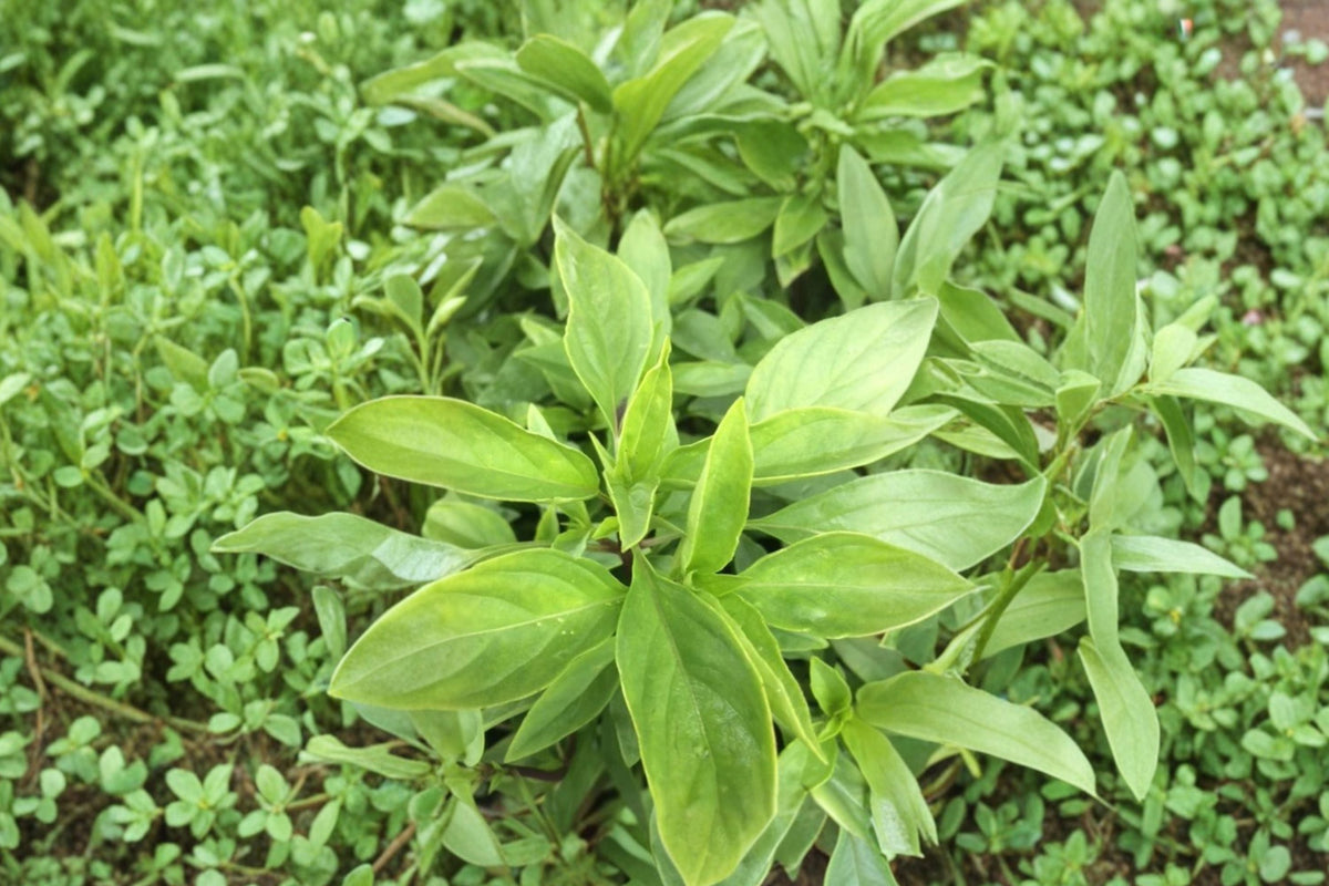 Thai Basil Live Plant - Bare Root Starter Ocimum Basilicum Culinary Herb