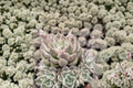 Margaret Rare Succulent - Bare Root Live Plant