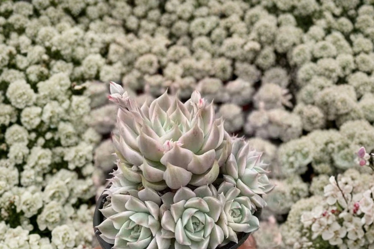 Margaret Rare Succulent - Bare Root Live Plant