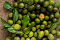 Grafted Spanish Lime Mamoncillo Live Fruit Tree (Melicoccus Bijugatus) 8–12"
