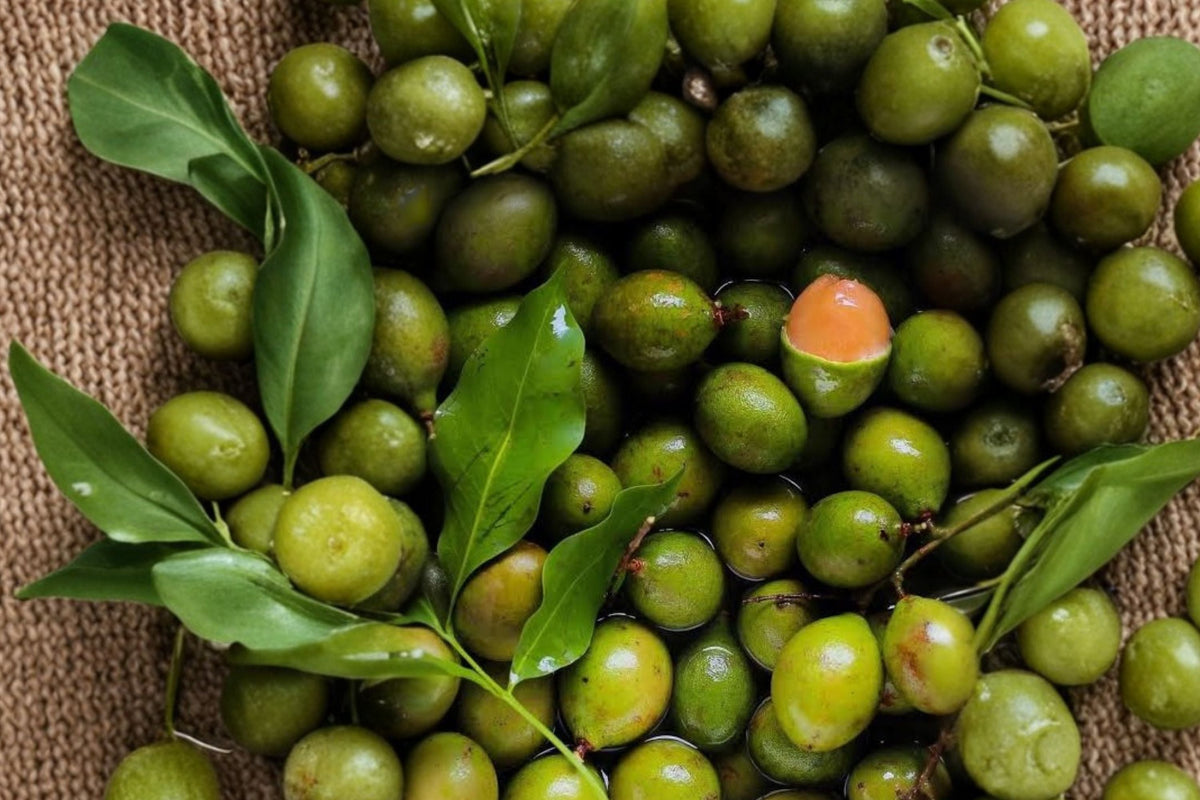 Grafted Spanish Lime Mamoncillo Live Fruit Tree (Melicoccus Bijugatus) 8–12"