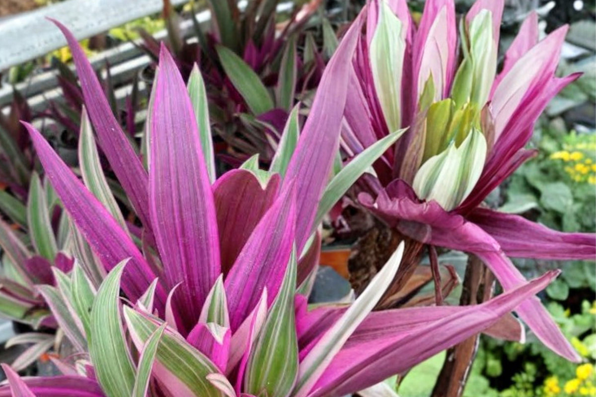Tri-Color Rhoeo Live Plant (Moses in the Cradle) - Tradescantia Spathacea, 3 Inch Pot