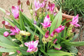 Siam Solar Curcuma Live Plant – Ornamental Ginger Starter Plant (4-Inch, No Pot)