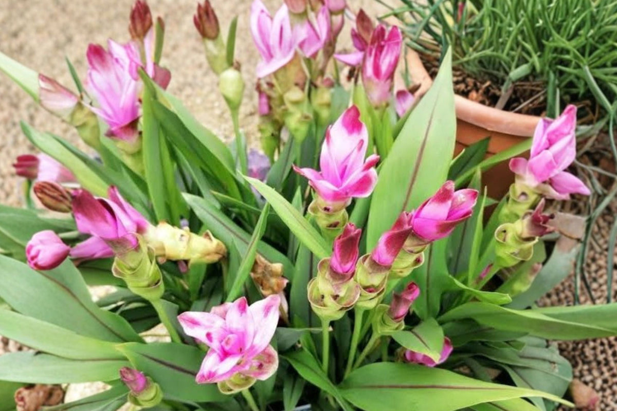 Siam Solar Curcuma Live Plant – Ornamental Ginger Starter Plant (4-Inch, No Pot)