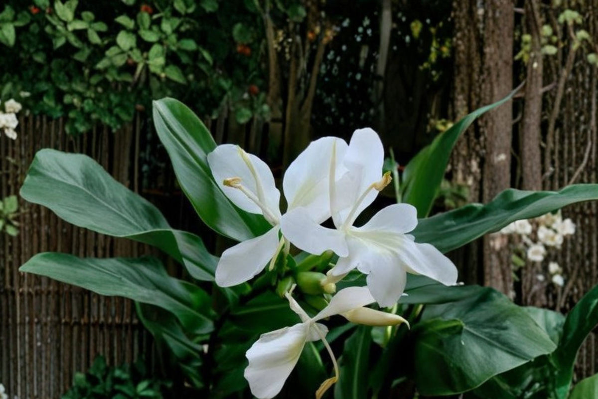 White Butterfly Ginger Lily (Hedychium coronarium) — Fully Rooted Live Plant