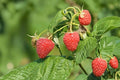 Japanese Raspberry Live Plants - Set of 5 Bare Root Berry Starters (5-Inch)