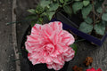 Les Marbury Camellia japonica Live Starter Plant - 3 inch Pot