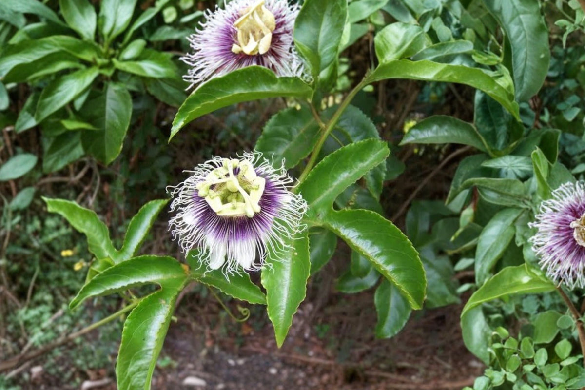 Possum Purple Passion Fruit Live Plant – Passiflora edulis | 16-Inch Fruiting Vine