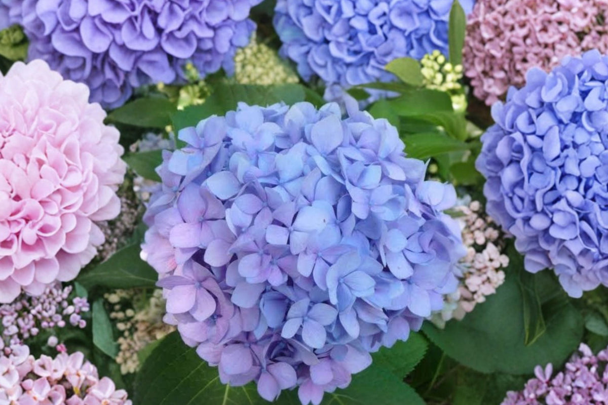Hydrangea Penny Mac Live Plant - Bigleaf Hydrangea Starter (4-Inch Pot) Ships Without Pot
