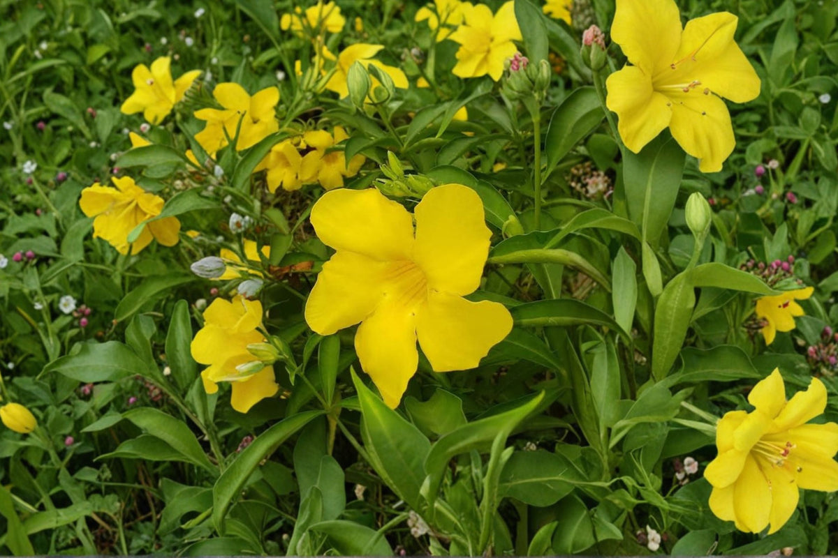 Allamanda Golden Butterfly Live Plant Starter Plug