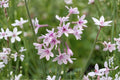 Society Garlic Bare Root Live Plants (Tulbaghia violacea) – 30 Individual Bulbs