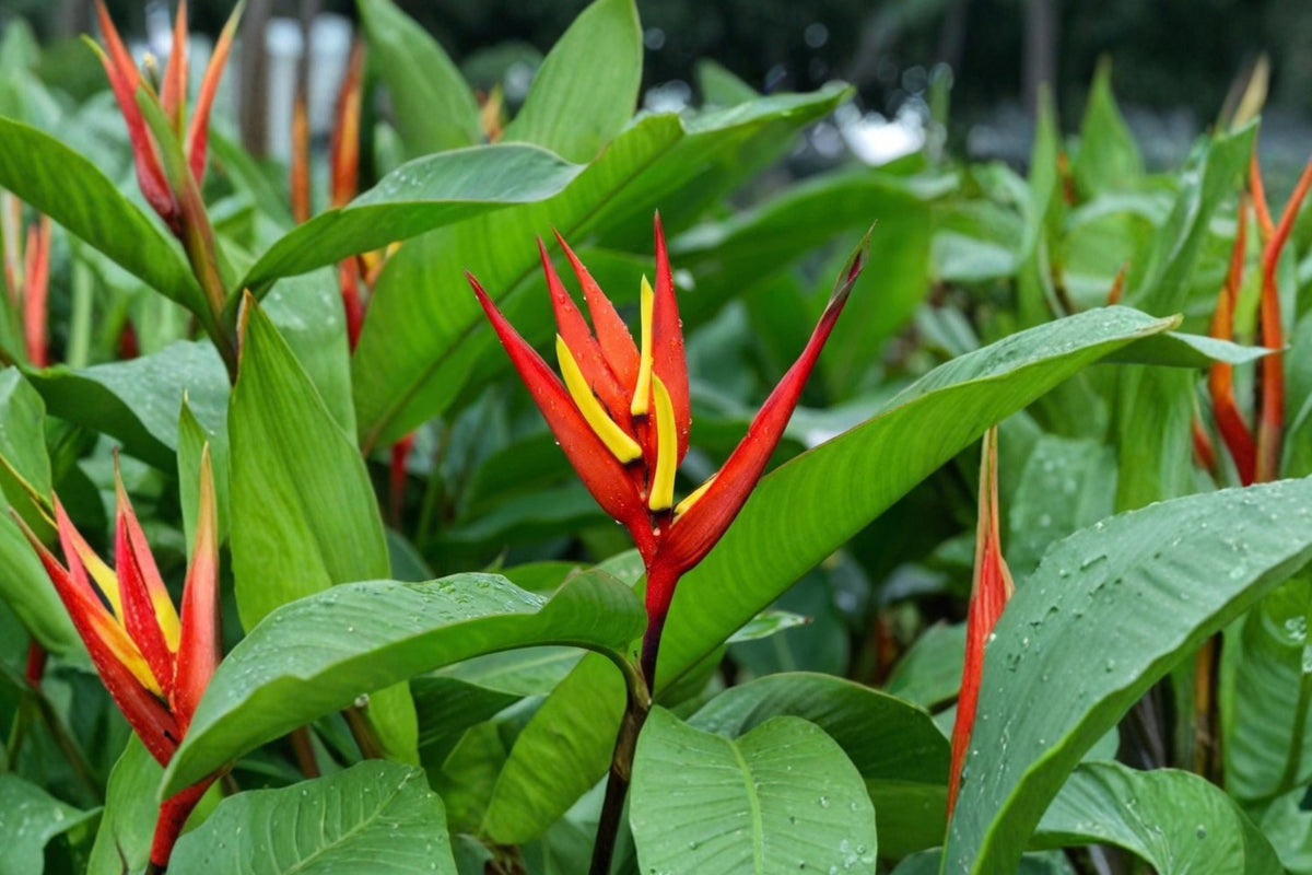 Red Heliconia Live Rhizomes – Set of 2 | Green & Yellow Center Tropical Flower Plants