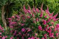 Royal Red Butterfly Bush Live Plant Buddleia Davidii 1 Gallon Flowering Shrub