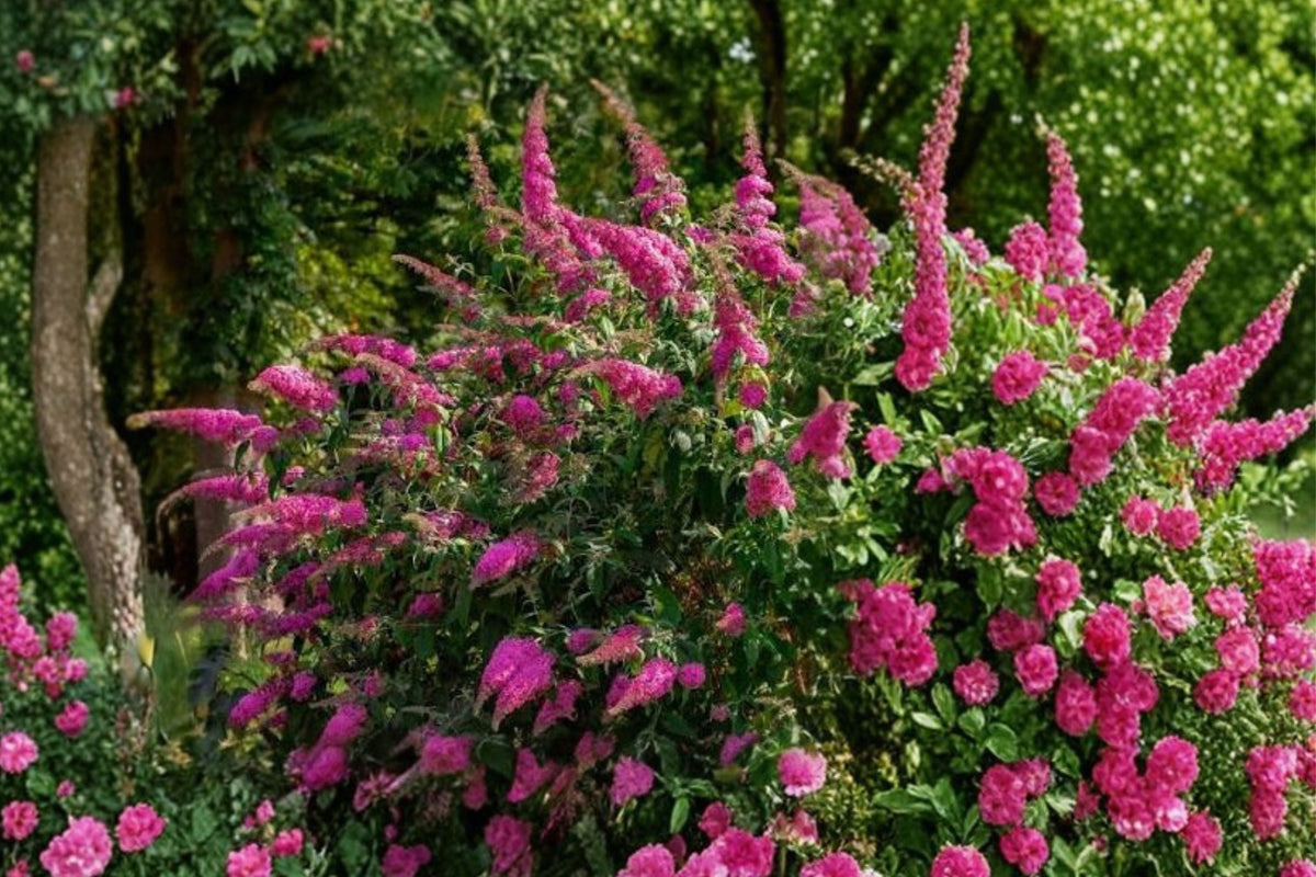 Royal Red Butterfly Bush Live Plant Buddleia Davidii 1 Gallon Flowering Shrub